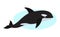 Orca icon, whale killer, isolated on white background