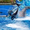 Orca is Jumping and Showing the Whole Body