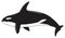 Orca killer whale animal on isolated background