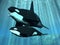 Orca - Killer Whale with Calf