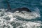 Orca killer whale in cortez sea coming to the boat