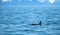 Orca Killer Whale dorsal fin in Kenai Fjords National Park in Seward Alaska USA