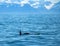 Orca Killer Whale dorsal fin in Kenai Fjords National Park in Seward Alaska USA
