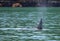 Orca Killer Whale dorsal fin in Kenai Fjords National Park in Seward Alaska USA