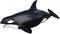 Orca Killer Whale Illustration Isolated