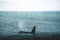 Orca Killer whale near the Iceland mountain coast during winter. Orcinus orca in the water habitat, wildlife scene from