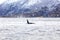 Orca killer whale and seagulls hunting fish in the arctic