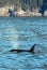 Orca Killer Whale spouting while surfacing to breathe  in Kenai Fjords National Park in Seward Alaska USA