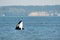 Orca Killer Whale Spyhopping off Point Roberts