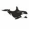 Orca - killer whale vector illustration. great as logo element
