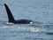 Orca off Canadian Coast