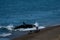 Orca - Orca beaching on punta norte, patagonia argentina