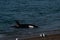 Orca - Orca beaching on punta norte, patagonia argentina