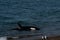 Orca - Orca beaching on punta norte, patagonia argentina