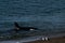 Orca - Orca beaching on punta norte, patagonia argentina