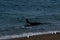 Orca - Orca beaching on punta norte, patagonia argentina