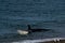 Orca - Orca beaching on punta norte, patagonia argentina