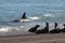 Orca patrolling the shoreline with a group of sea lions in the foreground, Peninsula Valdes,