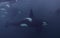 Orca Pod Close Up