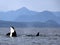 Orca Spy hopping with Pod of Resident Orcas of the coast near Sechelt, BC