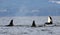 Orca Spy hopping with Pod of Resident Orcas of the coast near Sechelt, BC