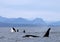 Orca Spy hopping with Pod of Resident Orcas of the coast near Sechelt, BC