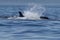 Orca Surfacing in the San Juan Islands, WA