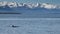 Orca swimming in Auke Bay near Juneau Alaska