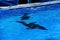 An Orca swimming underwater looking like an abstract painting.