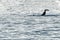 Orca Tail slapping in mediterranean sea