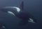 Orca Underwater