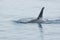 Orca Whale Breeching