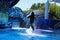 An Orca Whale jumping for visitors