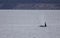 Orca whale swimming in Puget Sound, Washington, USA