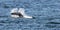 Orca Whale Tail Slapping the water in the San Juan Islands of Washington State, United States