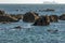 Orca whale at Wellington New Zealand, Ferry in distance