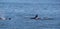 Orca Whales within the San Juan Islands giving chase