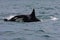 Orca young and adult breaking the waves