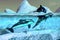 Orcas