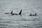 Orcas in Alaska