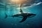 orcas dorsal fin through the water as it approaches a sealion