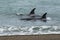 Orcas hunting sea lions,