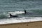 Orcas hunting sea lions,