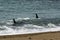 Orcas hunting sea lions,