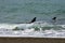 Orcas hunting sea lions,