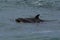 Orcas hunting sea lions,