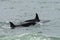 Orcas hunting sea lions,