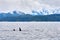 Orcas in Johnstone Strait Vancouver Island