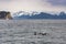 Orcas swimming in the Gulf of Alaska