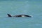 Orcas swimming on the surface, Peninsula Valdes,